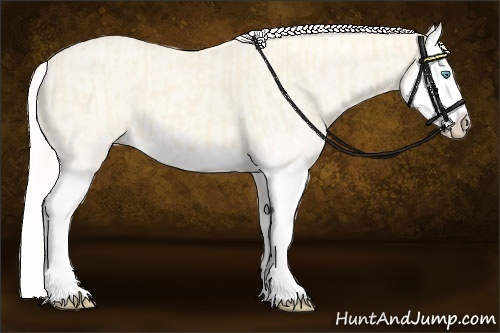 Horse Color:Cremello Splash  and Cremello Splash 