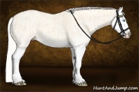 Horse Color:Cremello Splash  and Cremello Splash 