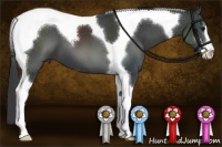 Horse Color:Black Sabino Tobiano