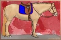 Horse Color:Gold Champagne
