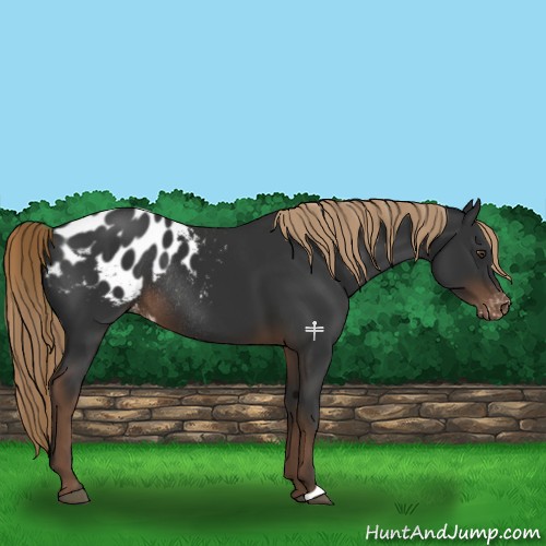 Horse Color:Liver Chestnut Appaloosa Rabicano 