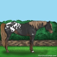 Horse Color:Liver Chestnut Appaloosa Rabicano 