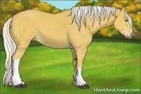 Horse Color:Silver Buckskin 