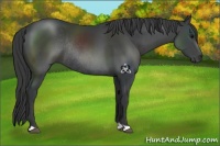 Horse Color:Black Rabicano 