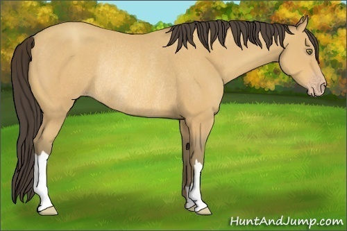 Horse Color:Amber Champagne Rabicano 