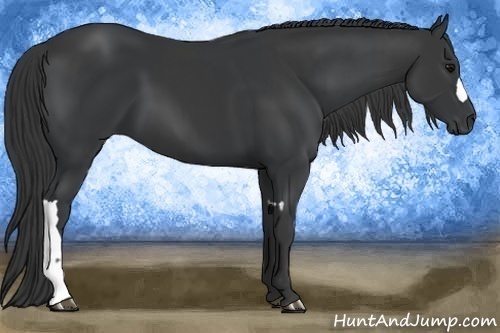 Horse Color:Black and Black