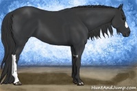 Horse Color:Black  and Black 
