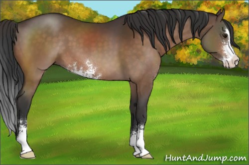 Horse Color:Brown Sabino 