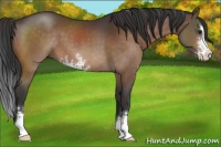 Horse Color:Brown Sabino 