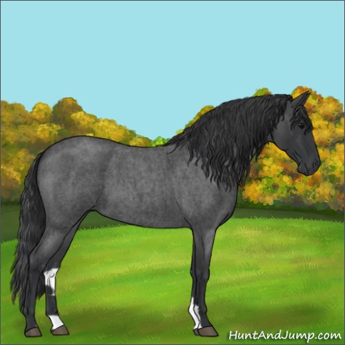 Horse Color:Blue Roan