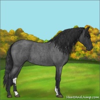Horse Color:Blue Roan 