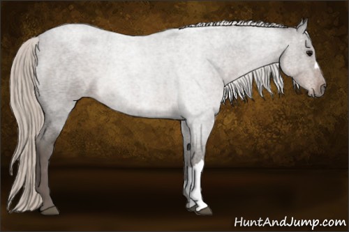 Horse Color:Silver Blue Roan 