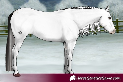 Horse Color:White Spotted Liver Red Dun 