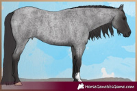 Horse Color:Smoky Blue Roan 