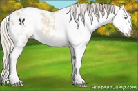 Horse Color:Silver Bay Ice Dun Sabino Splash Rabicano 