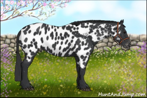 Horse Color:Black Near Leopard
