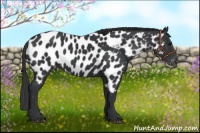 Horse Color:Black Appaloosa