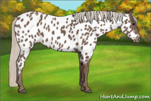 Horse Color:Silver Black Appaloosa