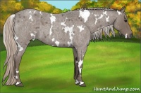 Horse Color:White Spotted Silver Blue Roan 