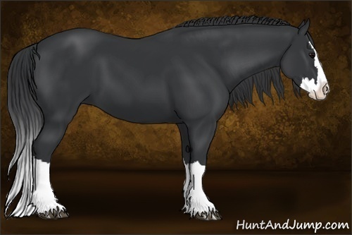 Horse Color:Black Splash