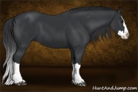 Horse Color:Black Splash