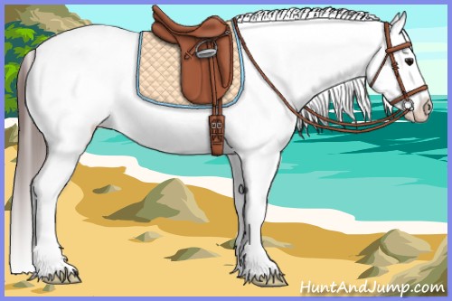 Horse Color:Bay Frame Appaloosa 