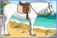 Horse Color:Bay Frame Appaloosa 