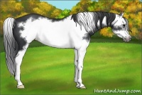 Horse Color:Black Splash Frame 