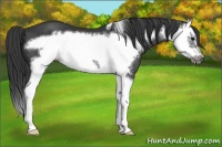 Horse Color:Black Splash Frame