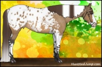 Horse Color:Brown Dun Splash Tobiano Appaloosa 