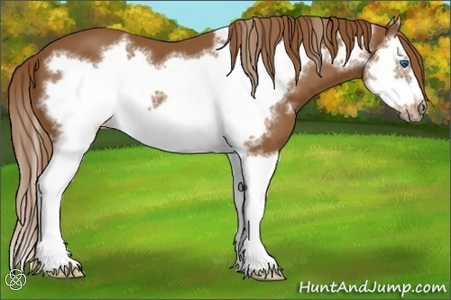 Horse Color:Chestnut Splash Frame 