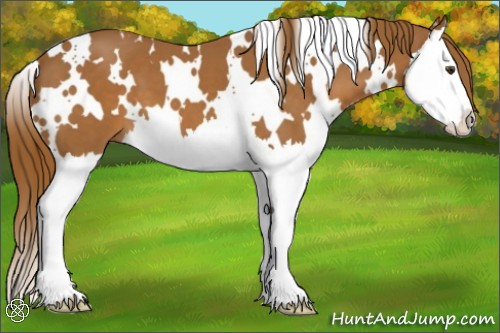 Horse Color:White Spotted Chestnut Splash 