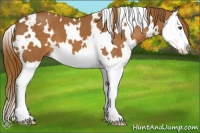 Horse Color:White Spotted Chestnut Splash 
