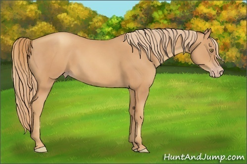 Horse Color:Gold Champagne 