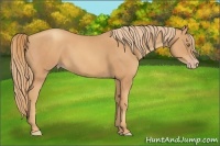 Horse Color:Gold Champagne