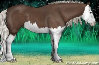 Horse Color:Silver Black Splash 