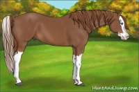 Horse Color:Chestnut Splash 