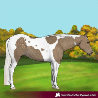 Horse Color:Silver Smoky Black Tobiano 