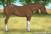 Horse Color:Gray Chestnut 