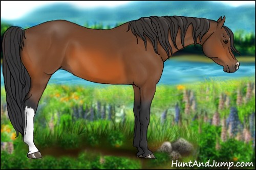 Horse Color:Bay 