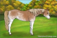 Horse Color:White Spotted Chestnut 