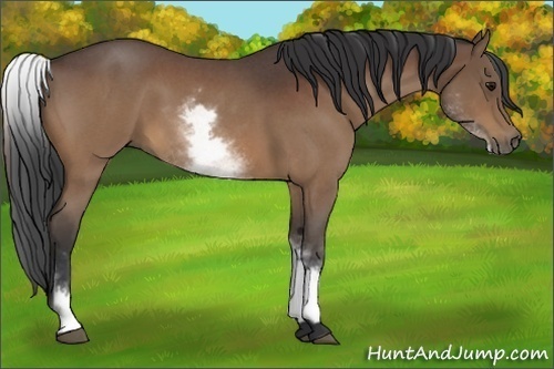 Horse Color:White Spotted Bay Roan