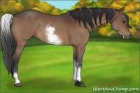 Horse Color:White Spotted Bay Roan