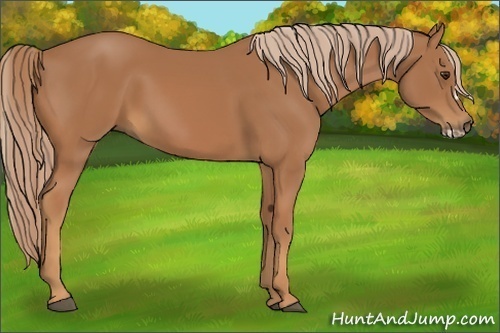 Horse Color:Chestnut Frame 