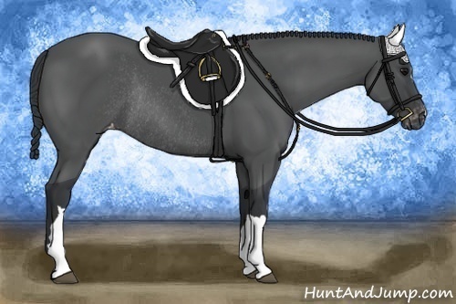 Horse Color:Black Appaloosa Rabicano 