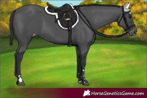 Horse Color:Black Varnish Rabicano 