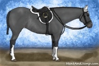 Horse Color:Black Appaloosa Rabicano