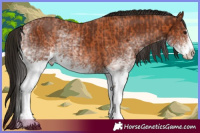 Horse Color:White Spotted Bay Splash and Gray White Spotted Bay Splash