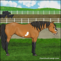 Horse Color:Bay Splash Frame