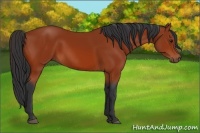 Horse Color:Bay Rabicano